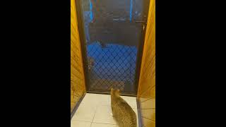 Kitty meets Pademelon 😳😂youtubeshorts cute animals australia [upl. by Caras]