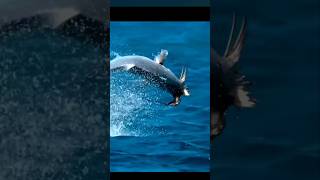 Insane How Fish Eats Bird  😳 ocean nature fishing fish birds trevally birdfish [upl. by Vitek]