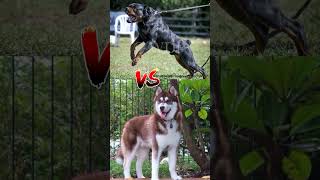 PITBULL VS ROTTWEILER VS GERMAN SHEPHERD SKplayZzZ5 pitbull rottweiler doberman dogbreeds [upl. by Joao242]