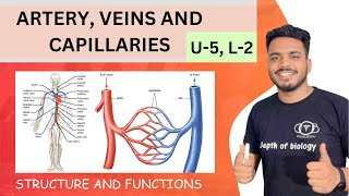 structure and function of artery veins and capillaries  artery veins and capillaries differences [upl. by Carlson]