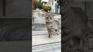 Oggi croccantini per tutti gatti e cani una bella domenica tra i gatti di Delfi storyhunterstv [upl. by Kathryn]