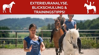 🐎 Exterieuranalyse Blickschulung amp Pferdetrainingstipps für Dich 🤩 [upl. by Paulie]