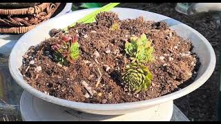 Consolidating sempervivum into bigger pots Enjoying the fall weather here in MD [upl. by Eneleuqcaj]