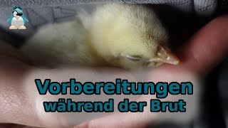 Vorbereitungen während der Brut 🐣 21 Tage warten auf Kücken [upl. by Aibara]