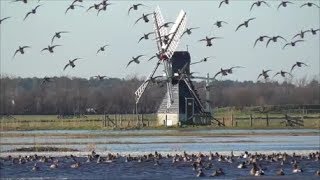 Eurasian Wigeons [upl. by Nadya]