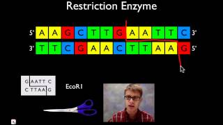 Molecular Biology [upl. by Liatrice]