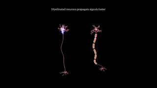 Myelinated vs Nonmylenated [upl. by Demott]