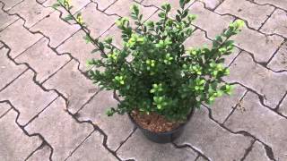 Ilex crenata Dark Green [upl. by Eyllib304]