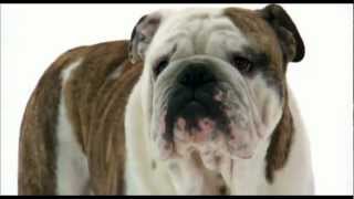 Dogs 101 English Bulldog [upl. by Gertrud]