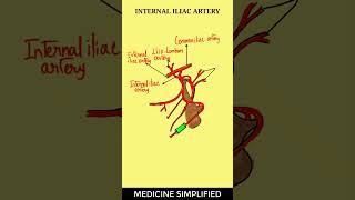 Internal Iliac Artery Anatomy  Internal Iliac Artery Branches anatomy medicine [upl. by Gunar]