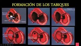 EMBRIOLOGIA Y ANATOMIA CARDIACA BASICA [upl. by Eldnar968]