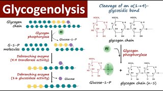 Glycogenolysis  Glycogen Breakdown  Glycogen Metabolism  Carbohydrate Metabolism  Biochemistry [upl. by Haropizt]