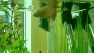 Teaching your betta to flare on command [upl. by Esyla]