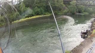 Nisqually River Produces a Salmon [upl. by Ayhtak]