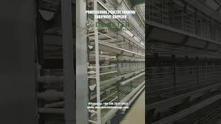 Poultry Farm Cages Equipment Layer Battery Cage System for Sale in Nigeria Africa poultrycage [upl. by Celine]