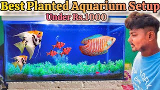 Best Planted Aquarium Setup  New Community Planted Aquarium Setup plantedtank plantedaquarium [upl. by Saidee489]