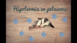 Qué hacer si mi petauro tiene hipotermia  Sugar glider [upl. by Ausoj130]