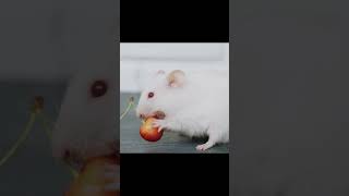 CAT GAMES  Catching REAL Mouse 🐭 HD Mouse Video for Cats to Watch  CAT TV [upl. by Worl]