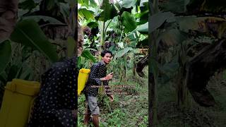 Insecticide and Fungicide combination Banana Farming kaushikvlogs shorts agriculture [upl. by Akineg]