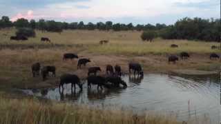 Massive Croc VS 1Ton Buffalo  EPIC FOOTAGE [upl. by Cynth]