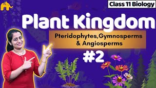 Plant Kingdom Class 11 Biology NCERT Chapter 3 2 CBSE  Pteridophyta  Gymnosperms amp Angiosperms [upl. by Euqirrne]