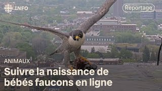 Une famille de faucons populaire à l’Université de Montréal [upl. by Ettesel]