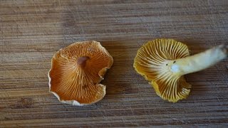 Chanterelle vs False Chanterelle [upl. by Adnofal]