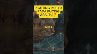 RIGHTING REFLEX ❗APA Itu❓ [upl. by Ragg]