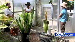 Corpse Flower Blooms In Roseville [upl. by Annodal]