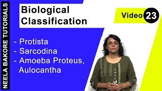 Biological Classification  NEET  Protista  Sarcodina  Amoeba Proteus Aulocantha  Dr Bakore [upl. by Weitzman]