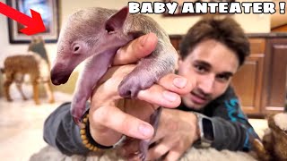 I ADOPTED A BABY ANTEATER FOR MY ZOO [upl. by Gnouc]