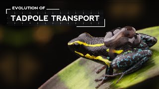 How Poison Frogs Evolved to Carry Tadpoles on Their Backs [upl. by Yenar]