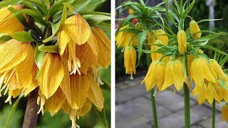 How to Plant Crown Imperial Fritillaria Spring Garden Guide [upl. by Jos31]