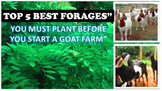 Best Goats Food you must have in your farm [upl. by Ecinnej]