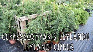 Cupressocyparis leylandii  Leylandi ciprus [upl. by Thetos26]