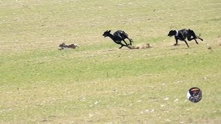 Galgos y liebres temporada 2017  Greyhounds vs Hares [upl. by Gui]