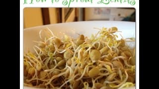 How To Sprout Lentils [upl. by Issak]