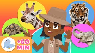 Los ANIMALES para niños 🦓🐯 Recopilación 🐬🐘 LEÓN PINGÜINO TORTUGA ABEJA JIRAFA [upl. by Orelle105]