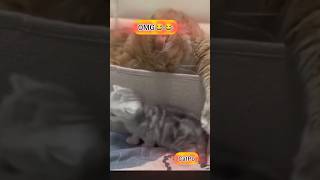 😂😂😂 catpo shorts plzviralvideo plzvirl shortsfeed funnycats [upl. by Attaymik483]