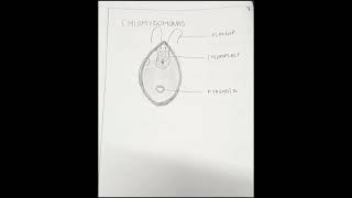 CHLAMYDOMONAS DIAGRAM [upl. by Hcra]