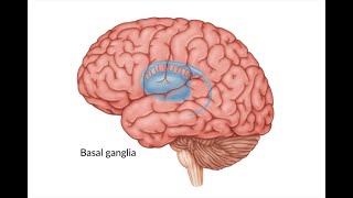 Basal Ganglia Stroke [upl. by Angelique544]