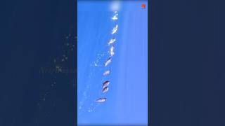 Catching Plenty of Rosy Snapper in the Deep Sea fishing fishingvideo fishingtime [upl. by Alol]