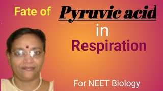 Fate of Pyruvic Acid in Respiration [upl. by Teodora]