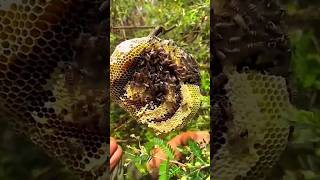 Pure Nature Wild Honey Tree Bee Yummy ASMR Honeycombs Shorts 161 short bee nature treebee asmr [upl. by Naux]