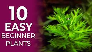 10 EASY Aquarium Plants for Beginners NO CO2 Required [upl. by Elnukeda]