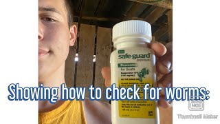 How to check your goats for worms [upl. by Snilloc]