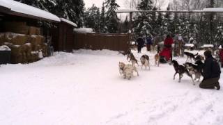 Launching the Dog Sleds [upl. by Ontine]