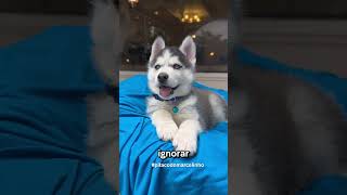 Husky siberiano o escandaloso 🐕‍🦺 [upl. by Nolyk]