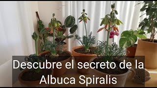 Descubre la increíble Albuca Spiralis y sus cuidados Este bulbo sudafricano tiene algo muy especial [upl. by Ailegna]