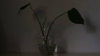 Monstera Deliciosa water propagation leaf unfurling time lapse [upl. by Yttisahc]